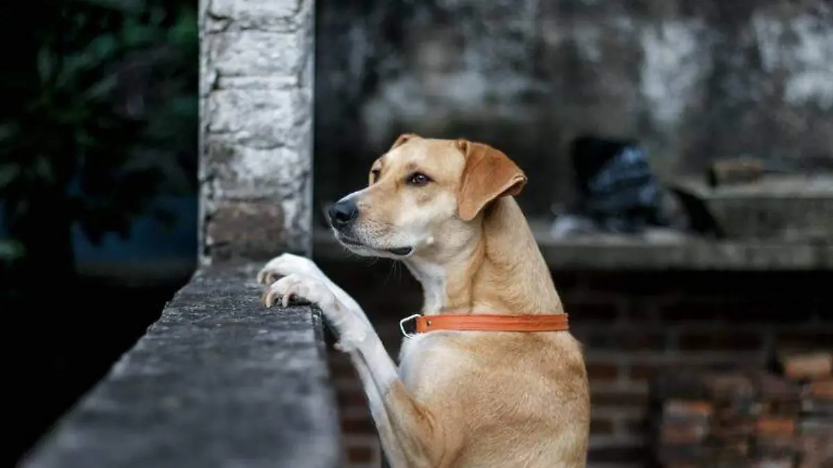 Maltrato animal en colonia Amapolas de Veracruz